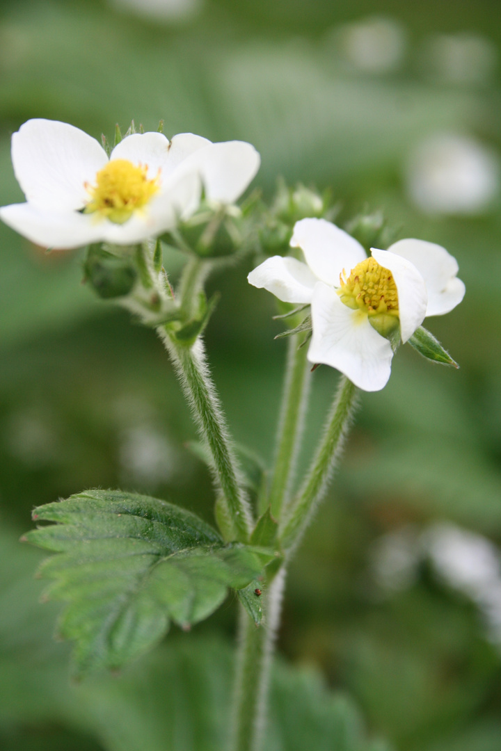 Erdbeerblüte