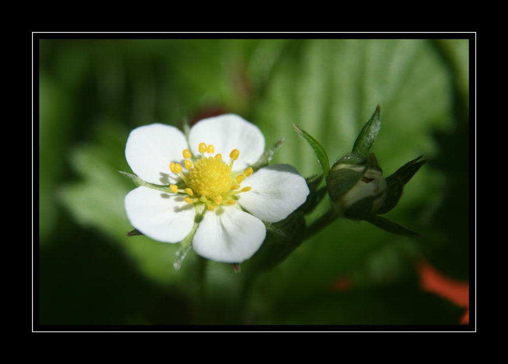 Erdbeerblüte