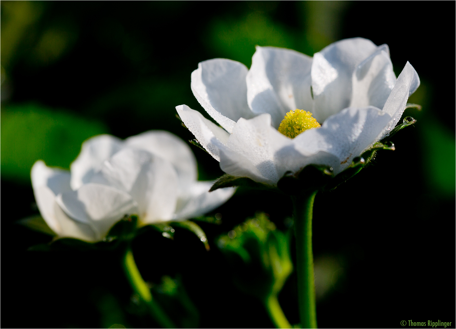 Erdbeerblüte.