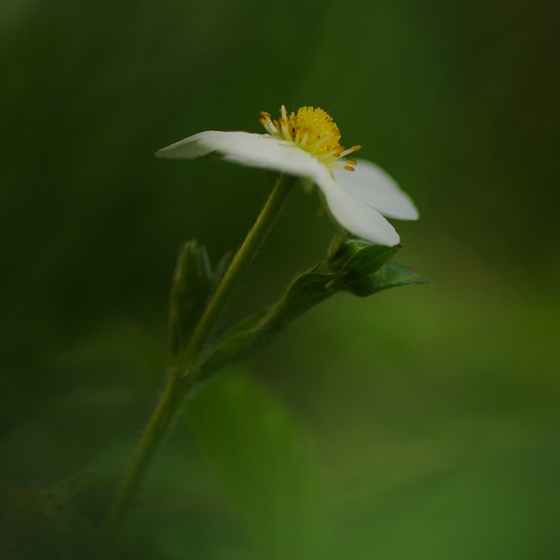 Erdbeerblüte