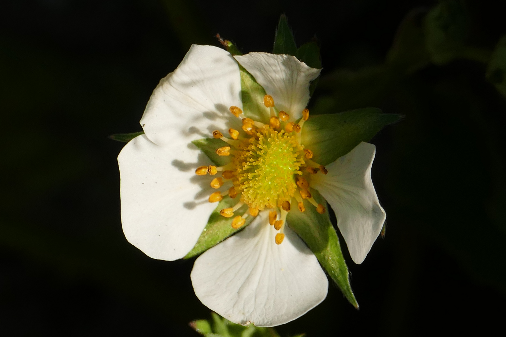 Erdbeerblüte