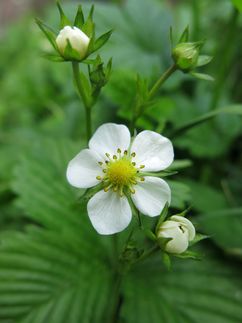 Erdbeerblüte