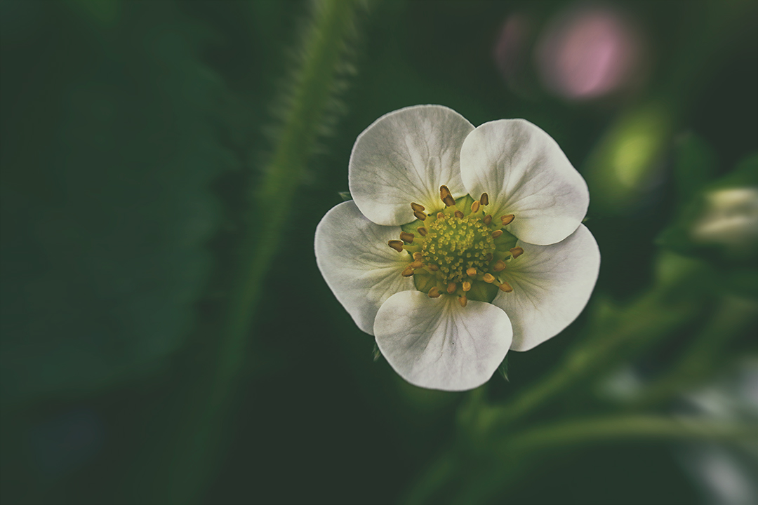 Erdbeerblüte auf Balkonien 