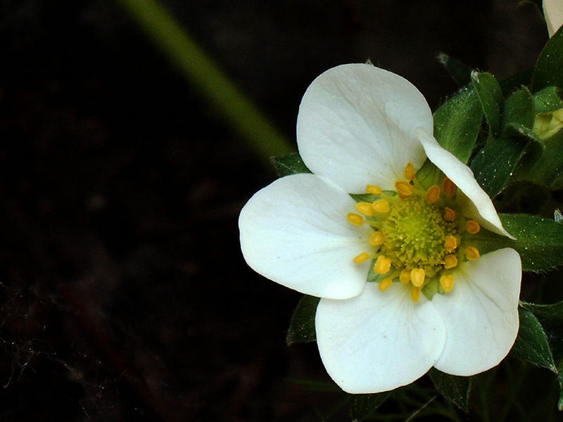 Erdbeerblüte