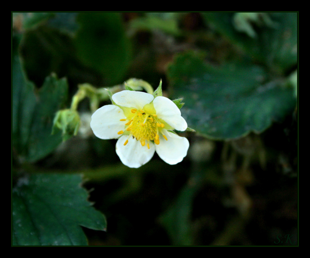 .Erdbeerblüte.