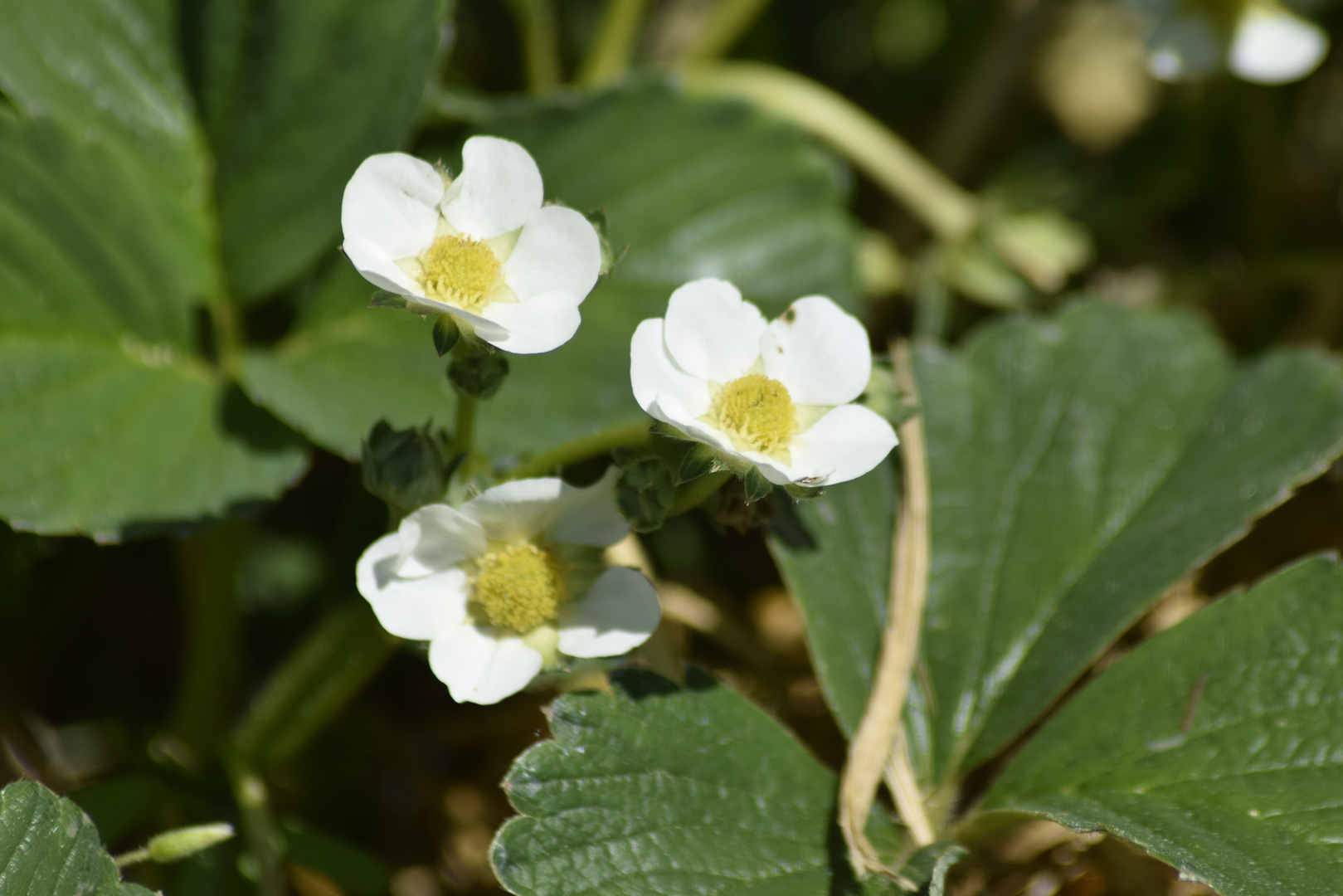 Erdbeerblüte