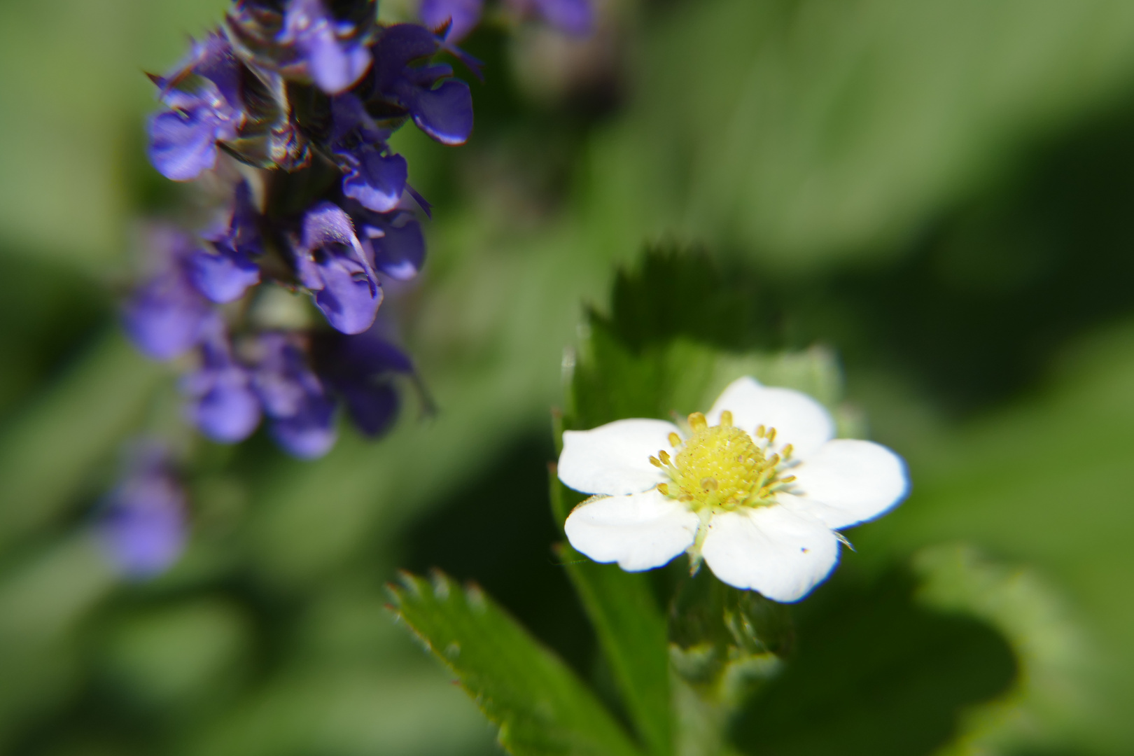 Erdbeerblüte