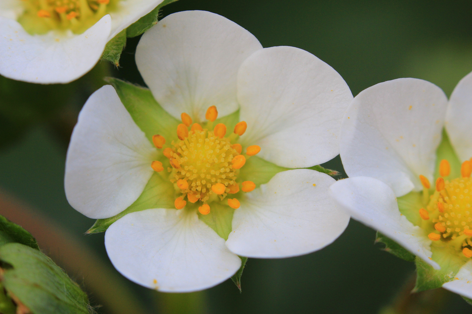 Erdbeerblüte