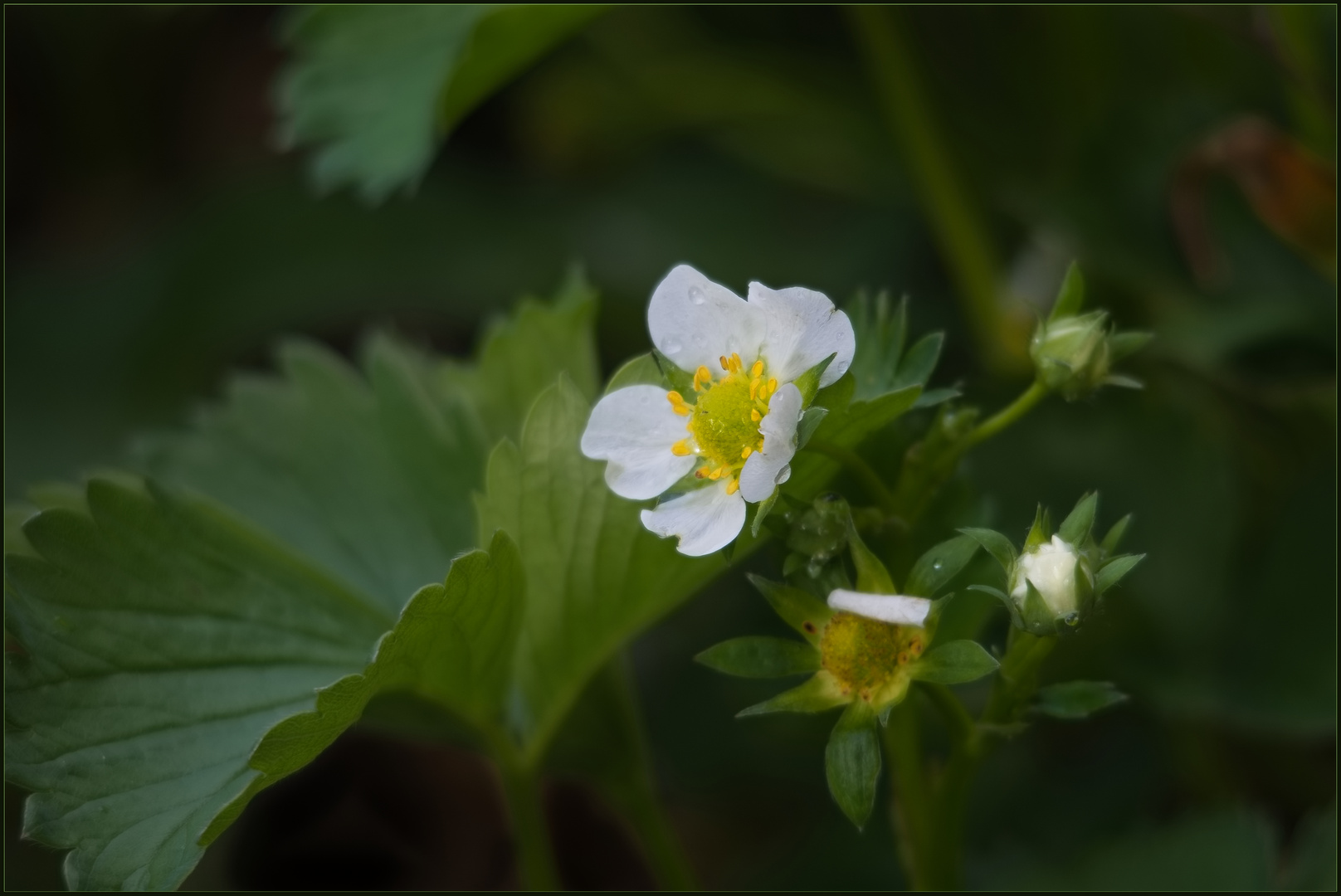 Erdbeerblüte 