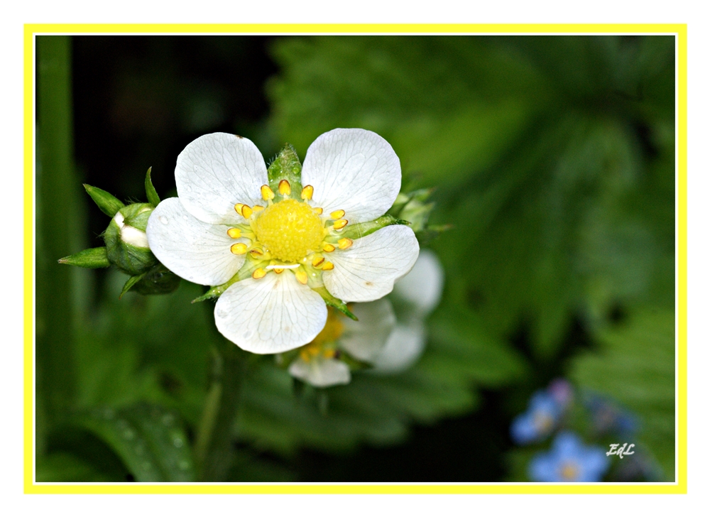 Erdbeerblüte