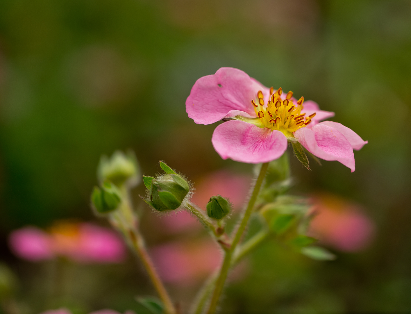 ~ Erdbeerblüte ~