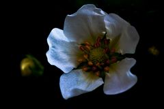 Erdbeerblüte im Mondlicht