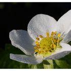 Erdbeerblüte im Oktober