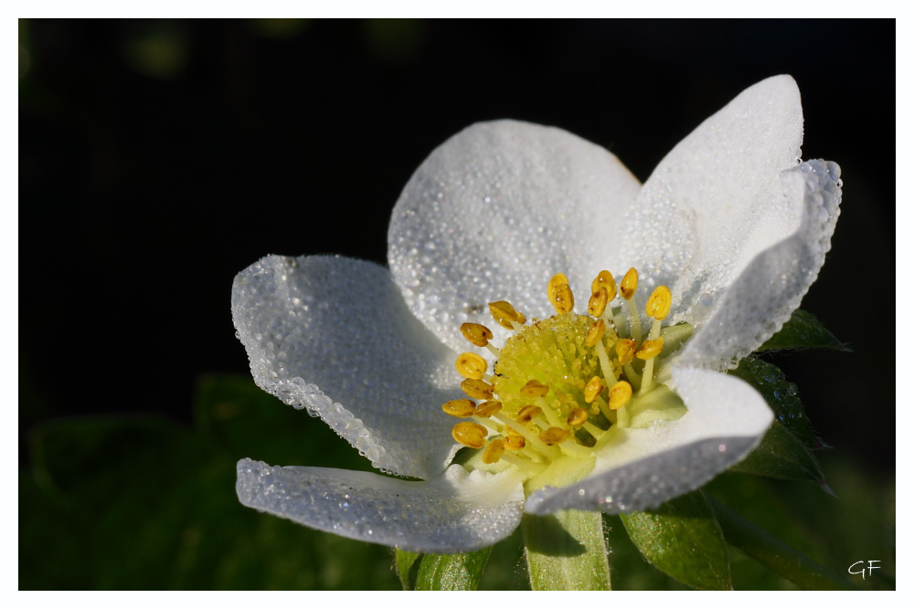 Erdbeerblüte im Oktober