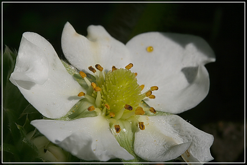 erdbeerblüte im oktober