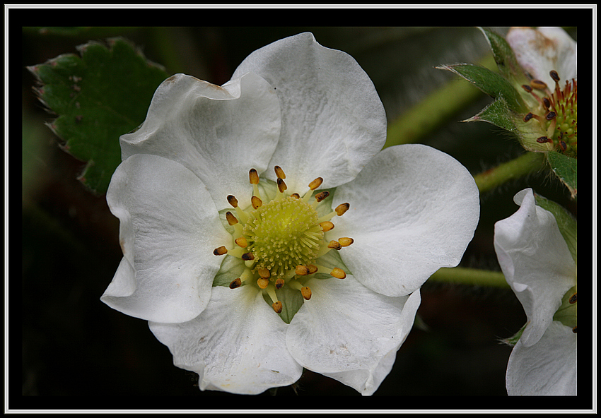 erdbeerblüte im oktober