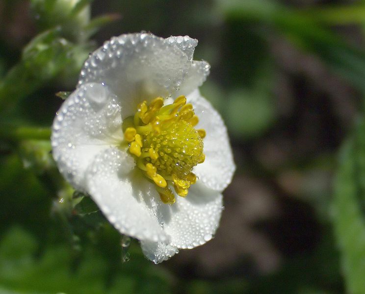 Erdbeerblüte mit Morgentau