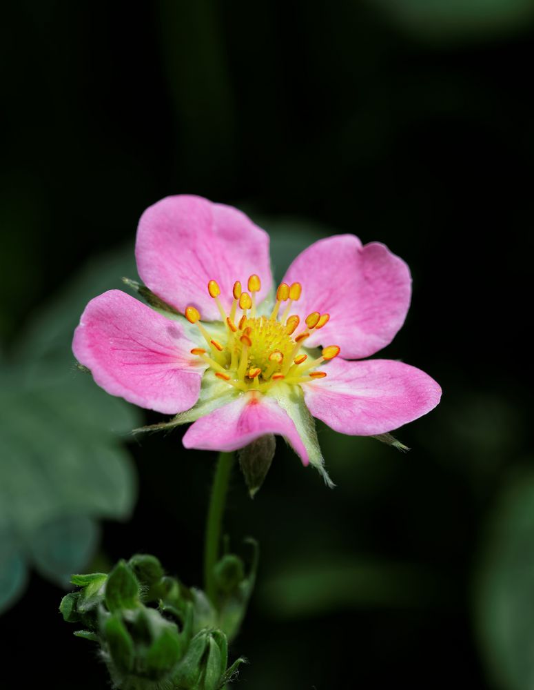 Erdbeerblüte rosa