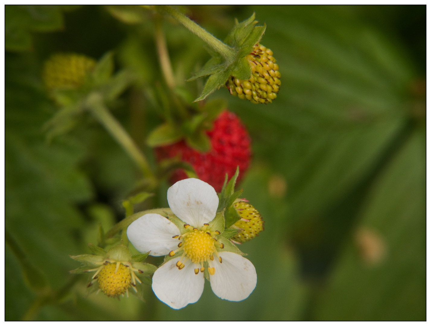 Erdbeerblüte usw.