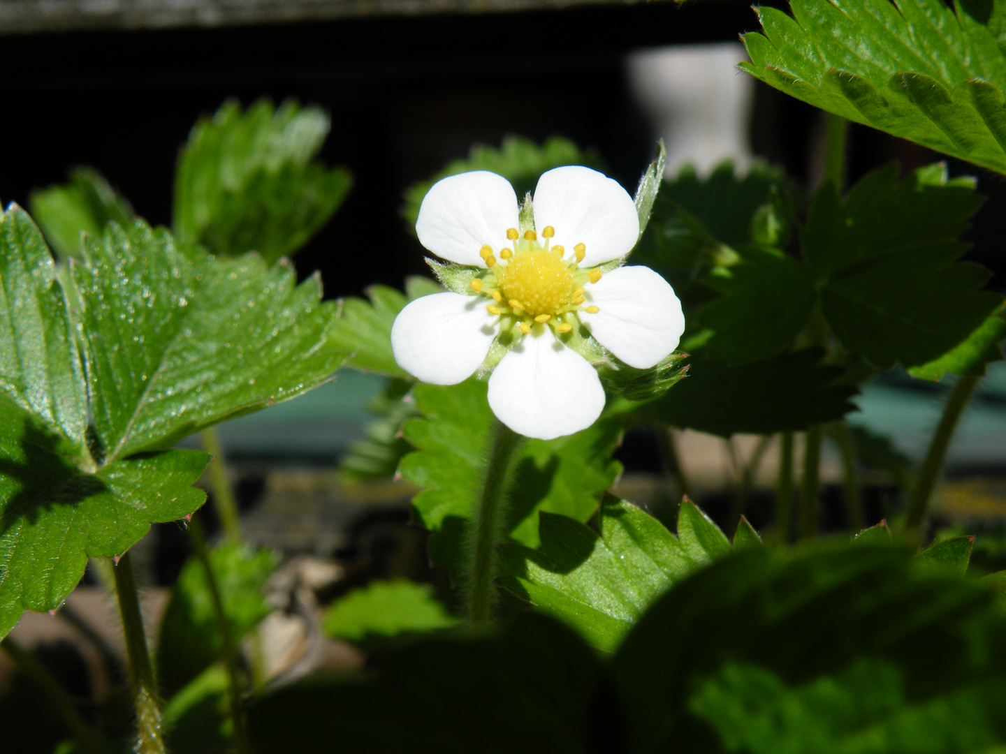 Erdbeerblüte Walderdbeere