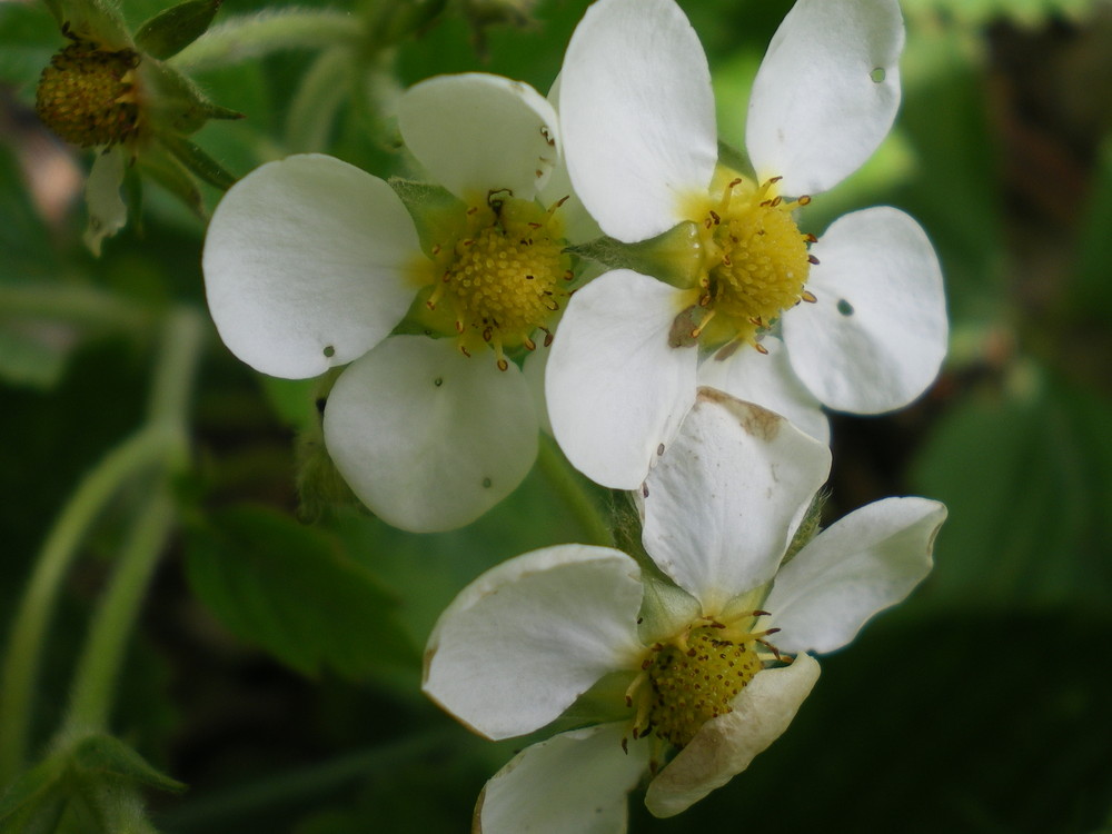 Erdbeerblüten