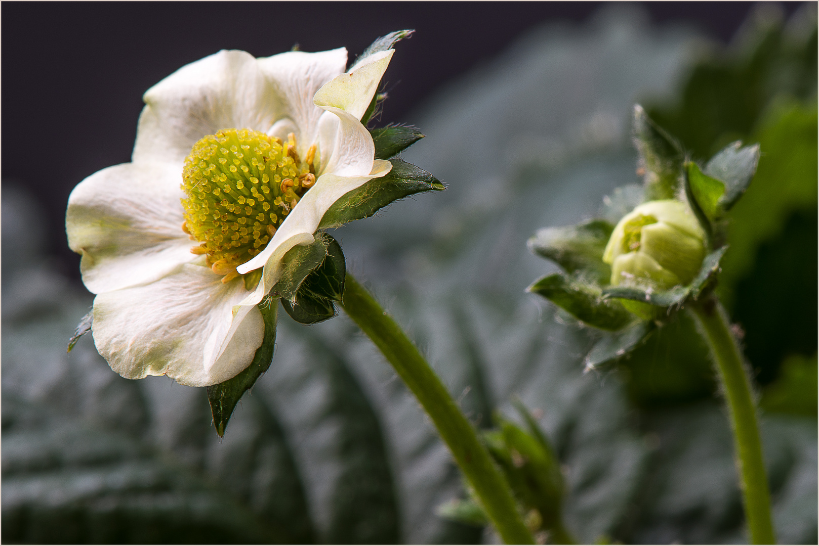 Erdbeerblüten