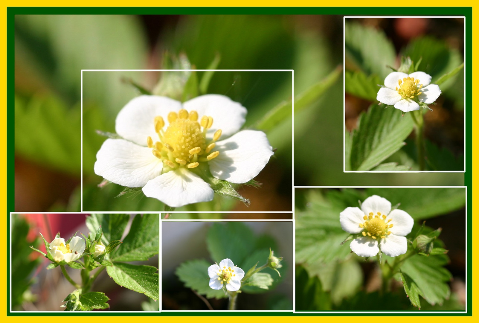 Erdbeerblüten Collage