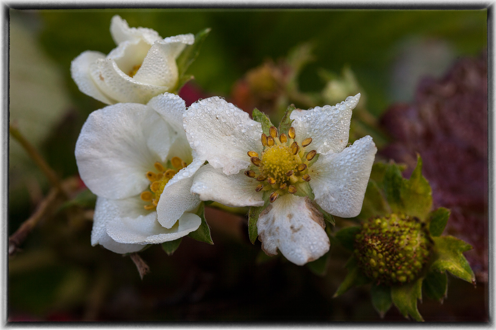 Erdbeerblüten