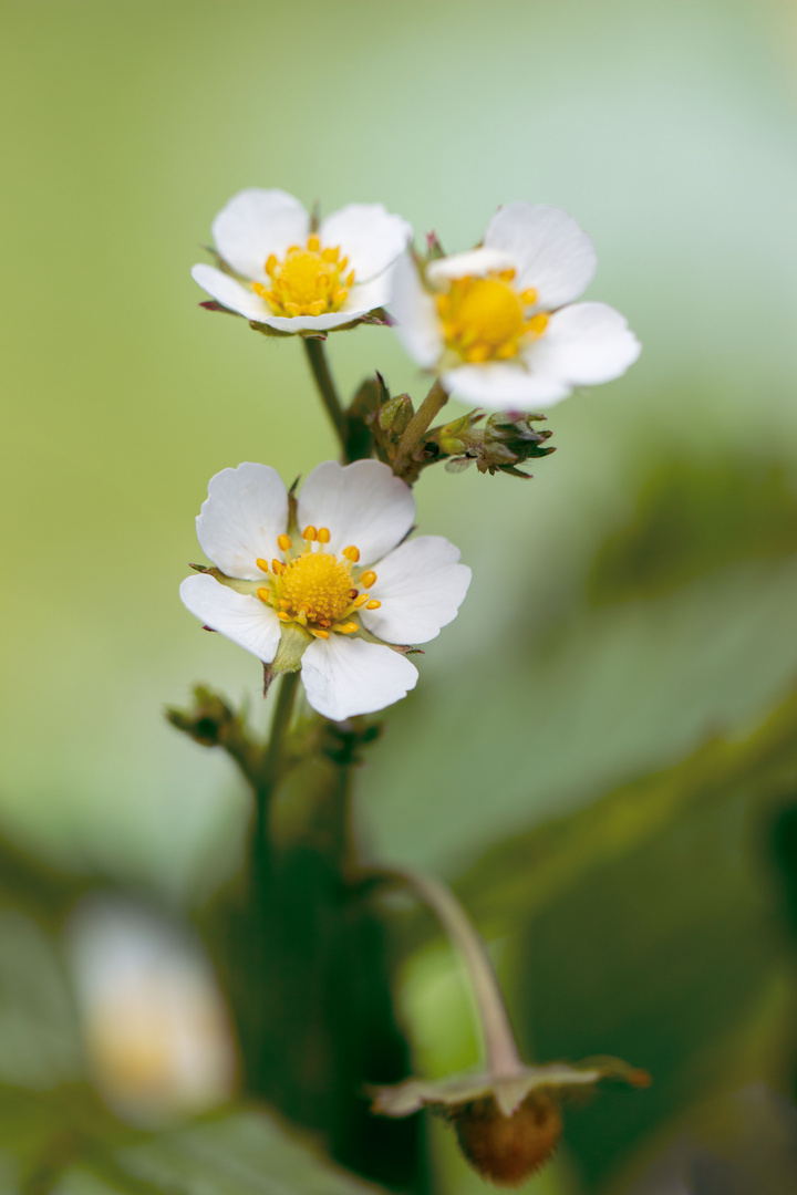 Erdbeerblüten