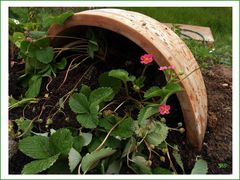 Erdbeerblüten in rosa