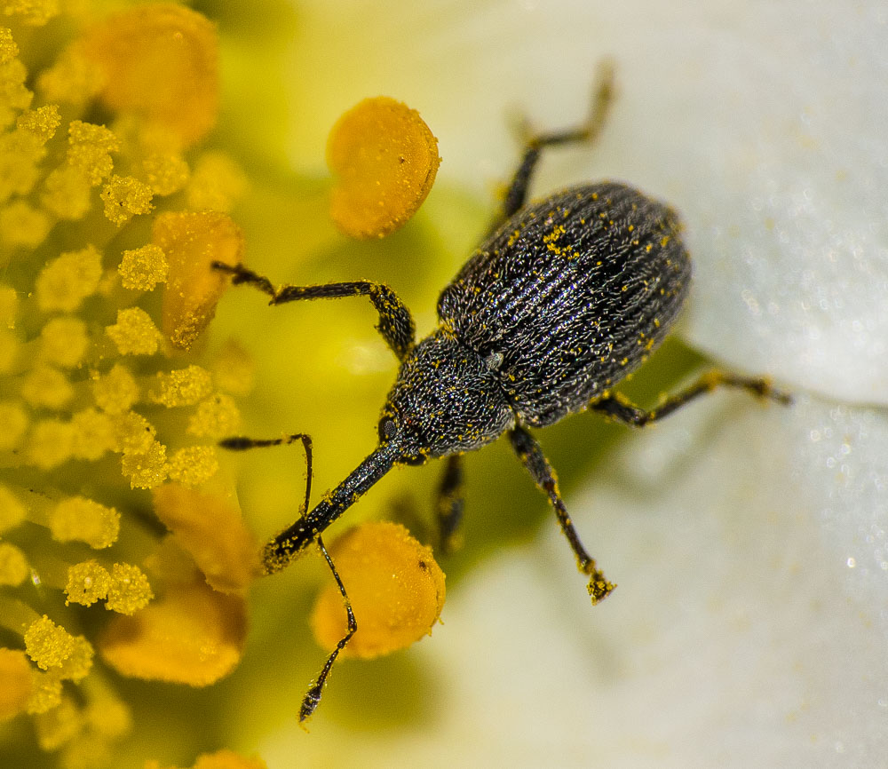 Erdbeerblütenstecher (Anthonomus rubi) 2mm-3mm groß