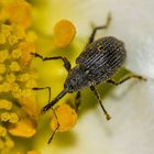 Erdbeerblütenstecher (Anthonomus rubi) 2mm-3mm groß