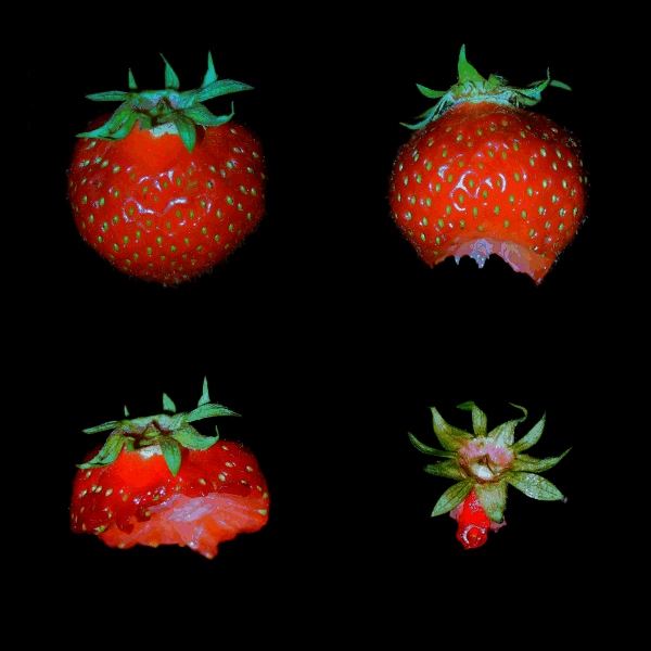 Erdbeere 1 2 3 ......