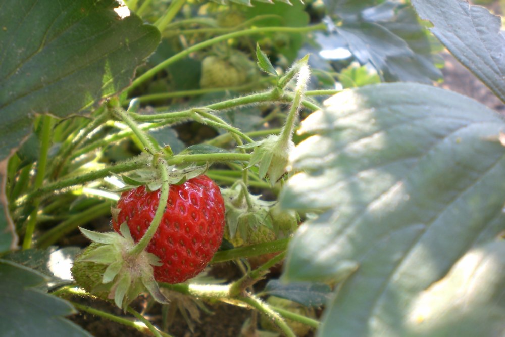 Erdbeere am Strauch