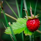 Erdbeere am Wegesrand