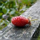 Erdbeere auf Abwegen