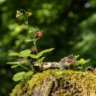 Erdbeere auf Baumstrunk