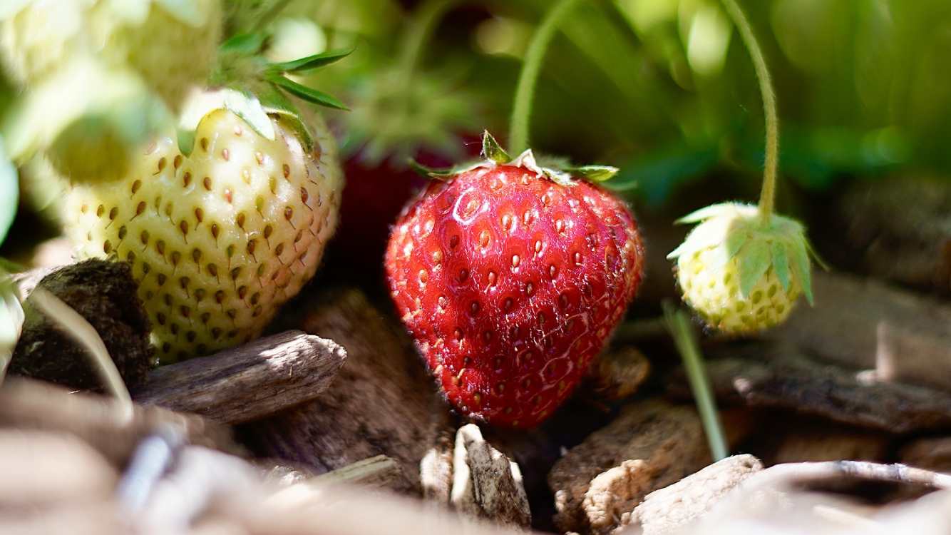 Erdbeere im Eigenen Garten