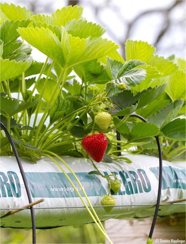 Erdbeere im Hochbeet Foto & Bild pflanzen, pilze & flechten, früchte
