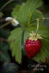 Erdbeere im kalten Herbst ...