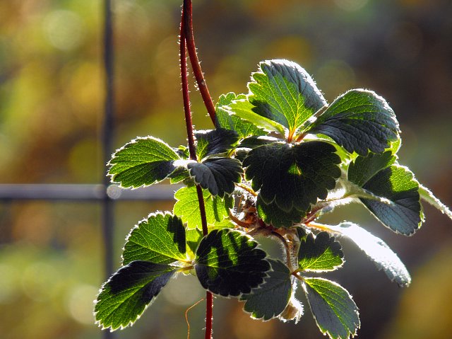 Erdbeere in der Sonne