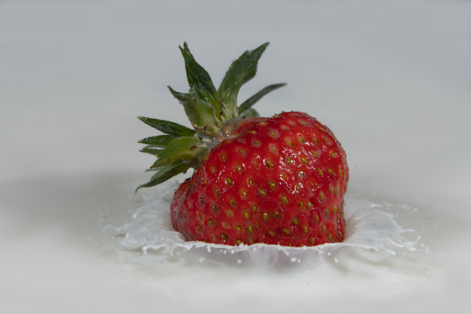 Erdbeere in Milch zugeschnitten