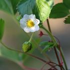 Erdbeere mit Blüte