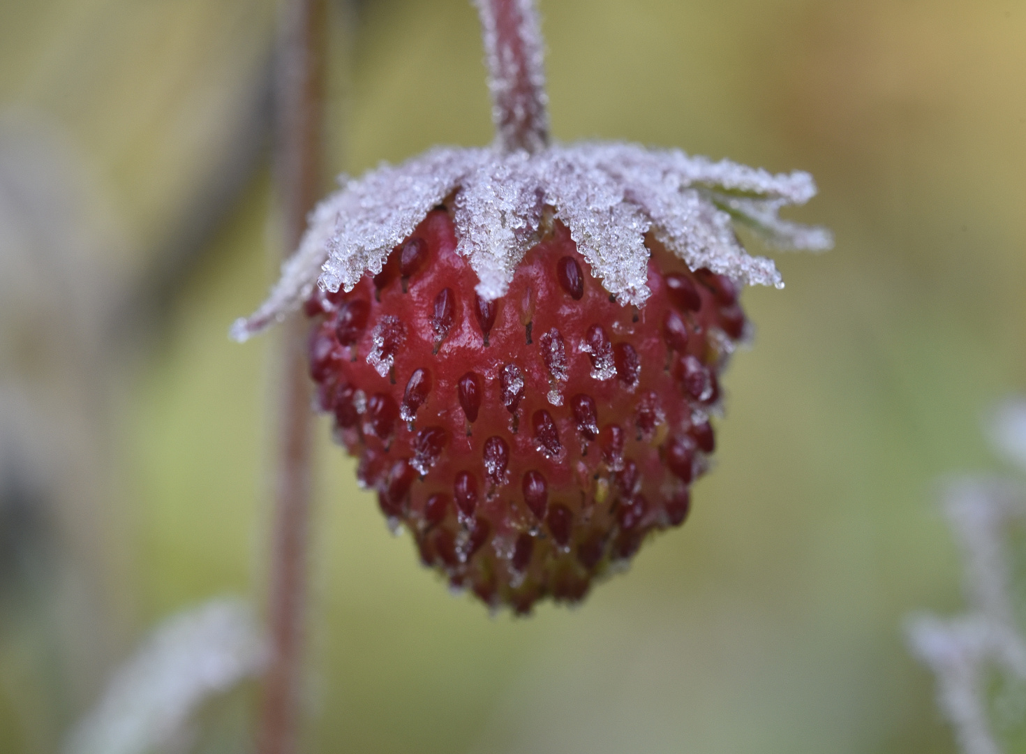 Erdbeere mit Frostmantel