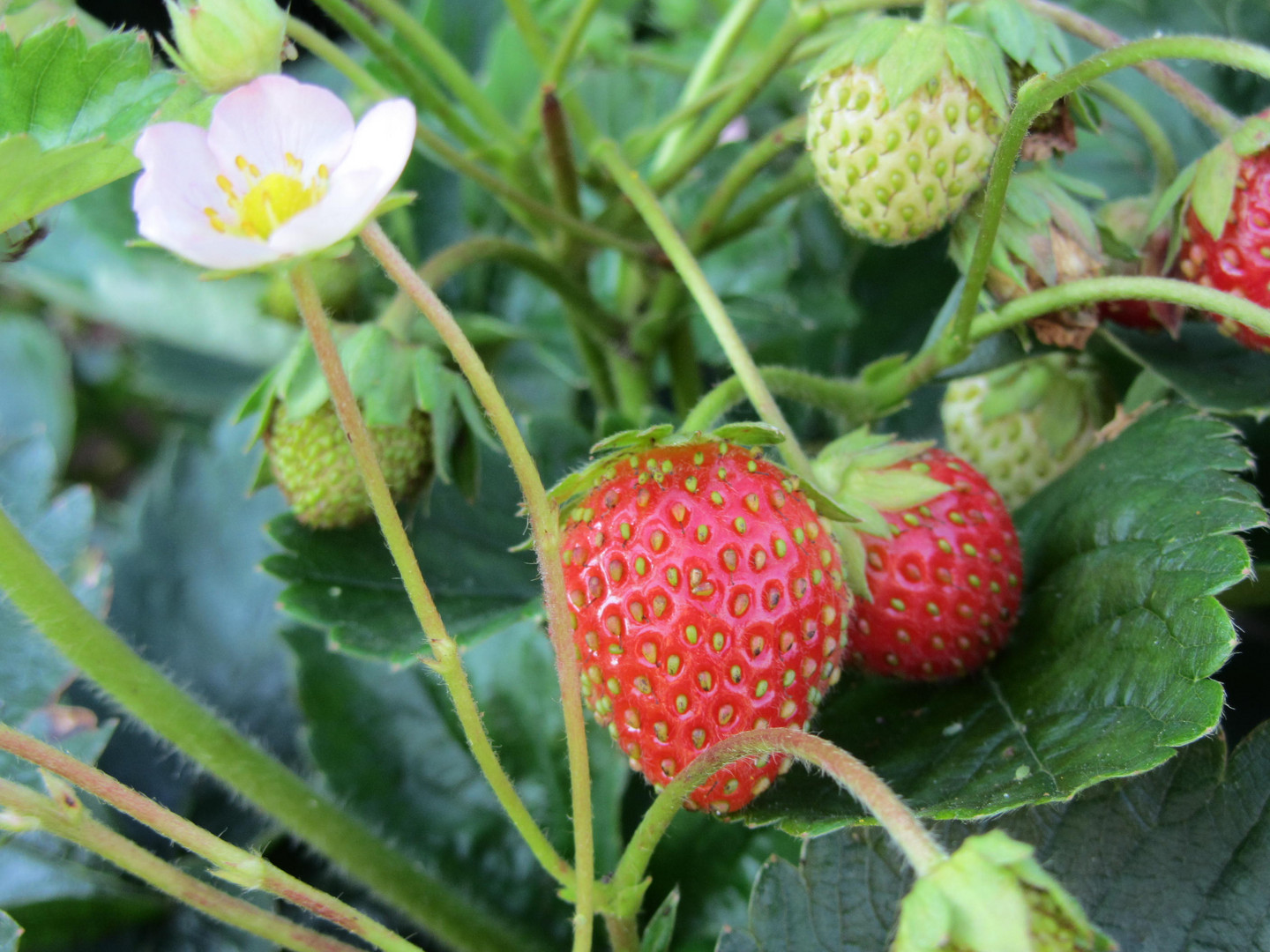 Erdbeeren