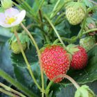 Erdbeeren