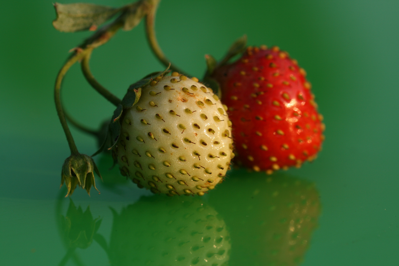 Erdbeeren 1 (Makro) 