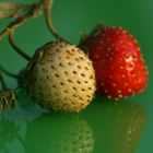 Erdbeeren 1 (Makro) 