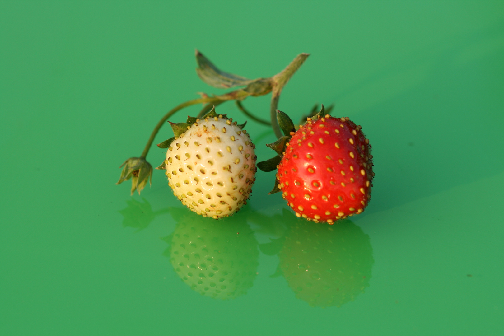 Erdbeeren 10 (Makro)