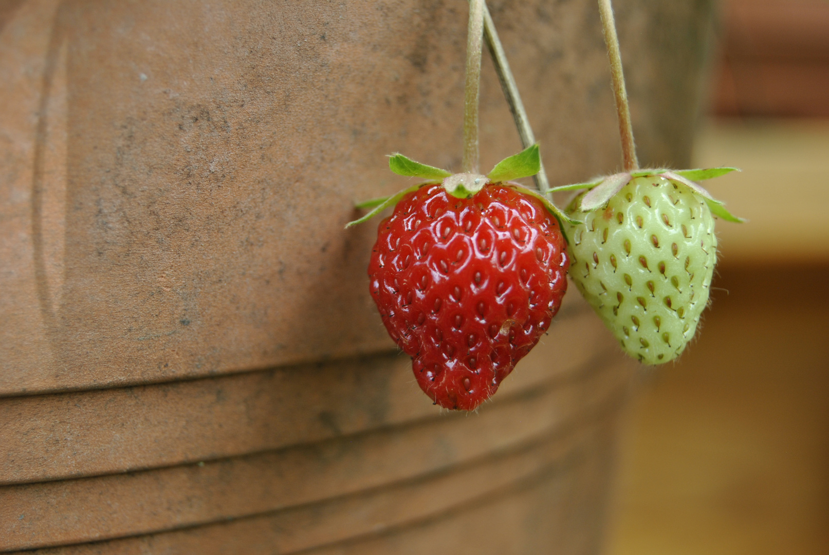 Erdbeeren